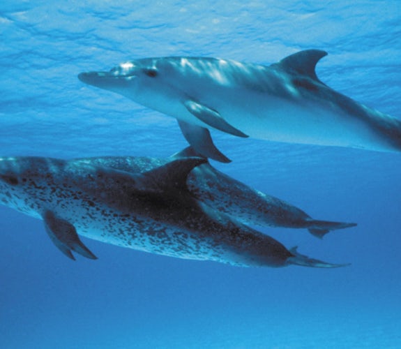 0006 Mooidrukwerk Dolfijnen